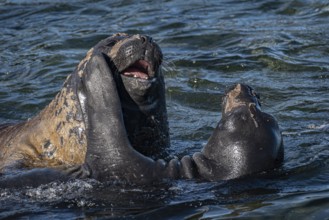 Young male Southern elephant seals (Mirounga leonina) playfully fighting in shallow water, Bleaker