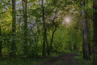 Sunbeams break through the trees onto a path in the green forest, Isar floodplains between