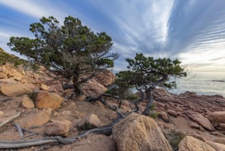 Coastal landscape with bizarre, red rocks and weathered, gnarled trees at sunset over the sea,