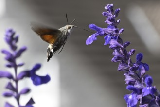 Pigeon tail (Macroglossum stellatarum)