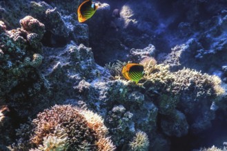 Diagonal butterflyfish (Chaetodon fasciatus) Coral fish, Tropical waters, Marine life