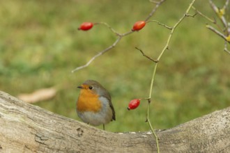 Robin sitting on tree trunk with red rose hips looking left