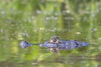 Spectacled caiman (Caiman crocodilus yacara), Crocodile (Alligatoridae), crocodile (Crocodylia),