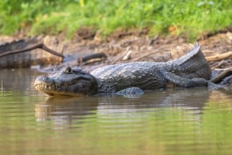 Spectacled caiman (Caiman crocodilus yacara), Crocodile (Alligatoridae), crocodile (Crocodylia),