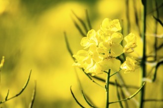 An image of a rape field spring background