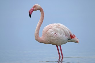 Pink flamingo, Phoenicopterus roseus