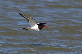 Oystercatcher, Haematopus ostralegus
