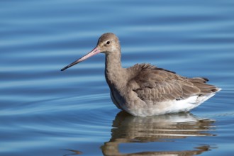 Black-tailed godwit, Limosa limosa
