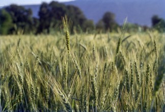 Wheat field, maharashtra, India, Asia