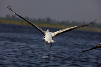 Grey pelican, nalsarovar, Gujarat, India, Asia
