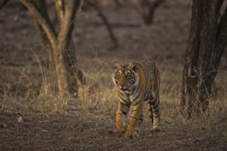 Bengal Tiger in Ranthambhore national park, rajasthan, India, Asia