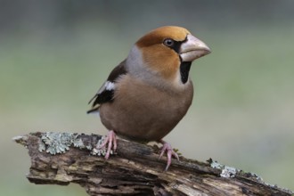 Male hawfinch (Coccothraustes coccothraustes) sitting on a rotten tree trunk covered with lichen,