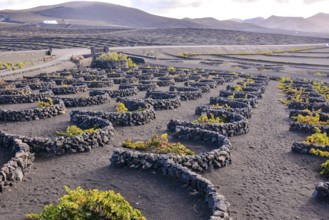 Spanish View Vineyard Landscape in Lanzarote La Geria Tropical Volcanic Canary Islands Spain
