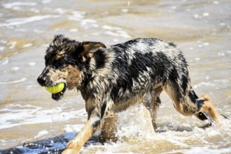 Dog on beach,, CONTINENT_