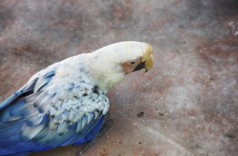 A parrot searches for food at Escobar Zoo, Argentina, South America