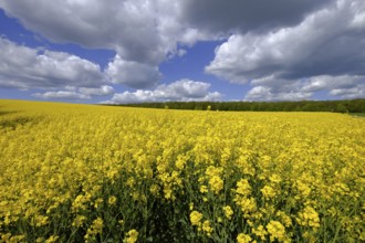 Bright yellow rapeseed field in early summer