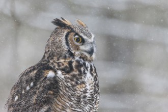 A captive great horned owl (Bubo virginianus) also known as a tiger owl at a bird of prey sanctuary
