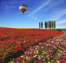 Spring day. Huge balloon flying over the field. Field of colorful blooming buttercups - ranunculus.