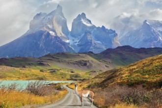 Majestic peaks of Los Kuernos over Lake Pehoe. On a dirt road is worth guanaco - Lama. The national