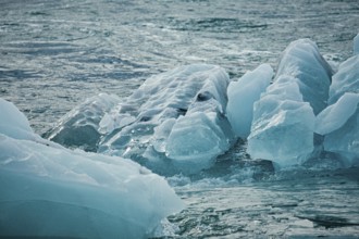 Floating icebergs in the ocean creating a cold, natural scene with a blue hue, iceberg, glacier,