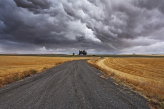 Rural soil road to fields after harvesting. Montana, the USA