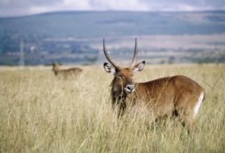 Defassa Waterbok (Kobus ellisiprymnus defassa), Nakura, Kenya, Africa