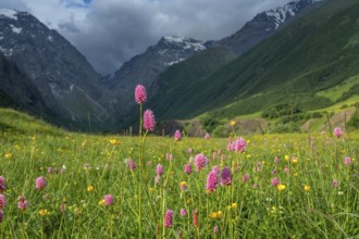 Idyllic mountain landscape with blooming meadows in springtime