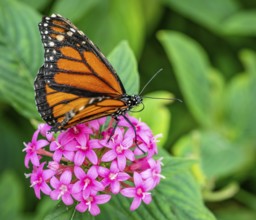 Monarch Butterfly