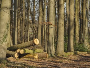 Felled tree trunks lying on the forest floor between tall tree trunks in the sunlight, wüllen,
