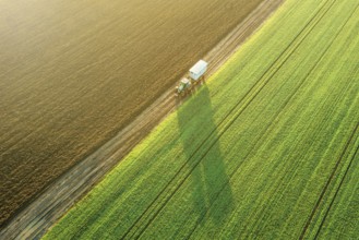 Young Wheat seedlings growing in a field Aerial view. Tractor