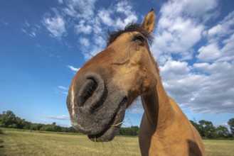 Horses in a pasture in the French countryside in spring