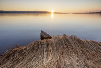 Morning light over a lake with reeds and rocks in the foreground, Markelfingerwinkel, Radolfzell,