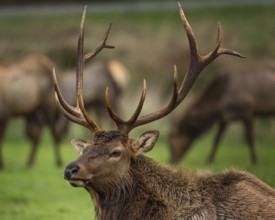 Roosevelt Bull Elk with Antlers, Portrait, Outdoor, Color Image