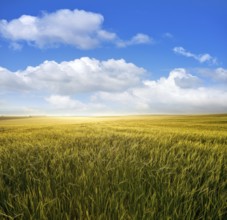 Green cereal fields under blue summer sky