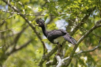 Close up of a Bare-faced Curassow perched in a tree, Pantanal Wetlands, Mato Grosso, Brazil, South