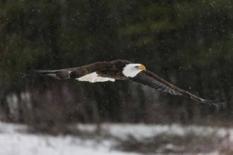 A North American bald eagle (Haliaeetus leucocephalus) at a bird of prey nature reserve