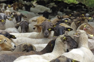 Flock of sheep