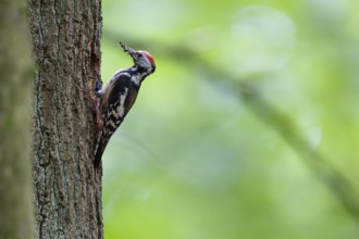 Middle spotted woodpecker (Leiopicus medius), female with insects in her beak at the breeding den,