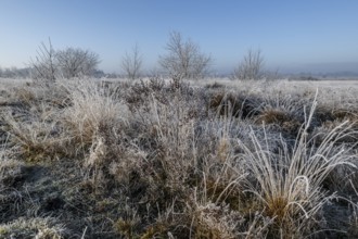 Moorland landscape in hoarfrost, Emsland, Lower Saxony, Germany, Europe