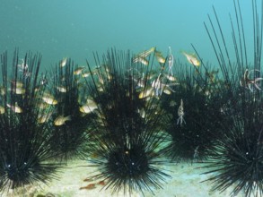 A group of bannerfin cardinalfish (Ostorhinchus hoevenii) swimming between the long spines of