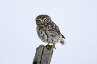 Pygmy Owl (Glaucidium passerinum), adult, in the snow, in winter, perch, alert, Bohemian Forest,