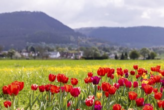 Tulip field for self-picking near Nabern on the Albtrauf of the Swabian Alb. Kirchheim unter Teck,