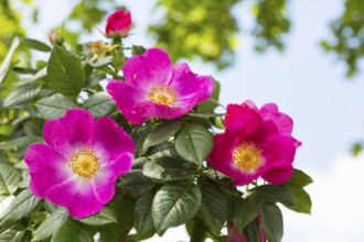 Dog rose (Rosa canina) in bloom