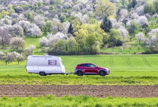 Car with caravan on the Albtrauf in the Lenninger Valley. Blossoming fruit trees in the orchards of