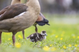 Chicks of the Nile Goose (Alopochen aegyptiaca) freshly hatched, park in spring with spring flowers