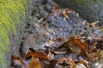 Bank vole (Clethrionomys glareolus) foraging on the forest floor