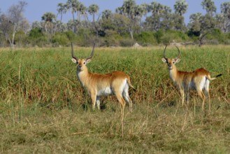 Red Lechwe (Kobus leche leche), Gomoti Plains, Okavango Delta, Botswana, Africa