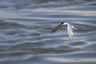 Arctic Arctic Tern (Sterna paradisea) in flight, Wadden Sea, North Frisia, Schleswig-Holstein,