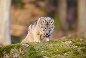 Close-up of a Eurasian wolf (Canis lupus lupus) in a forest in spring, Bavarian Forest National