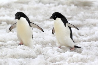 Adelie Penguin (Pygoscelis adeliae), adult couple walking in snow, Antarctica, Devil Island,